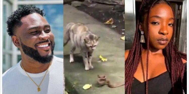 Ifunanya: “Cats are not witches…” — BBNaija star Pere advises people to own cats to avoid snakes